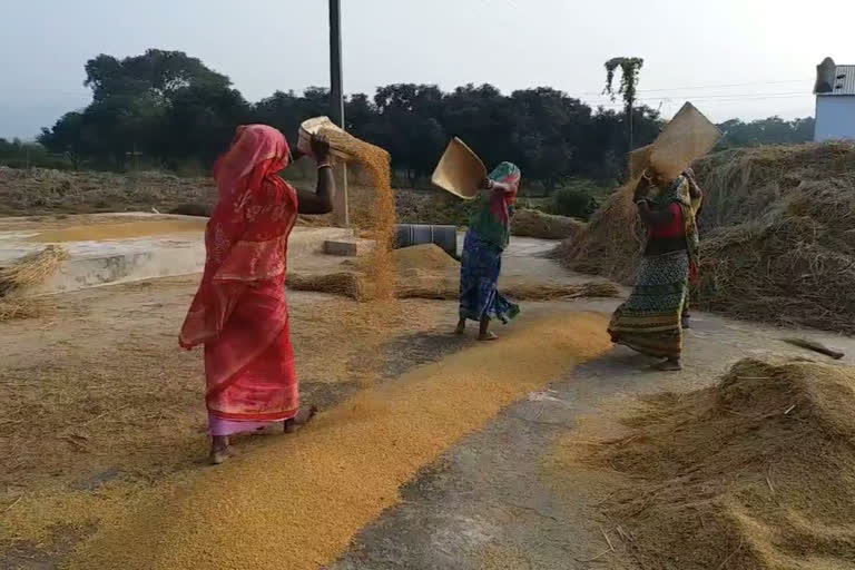 paddy purchase started in lamps in sahibganj