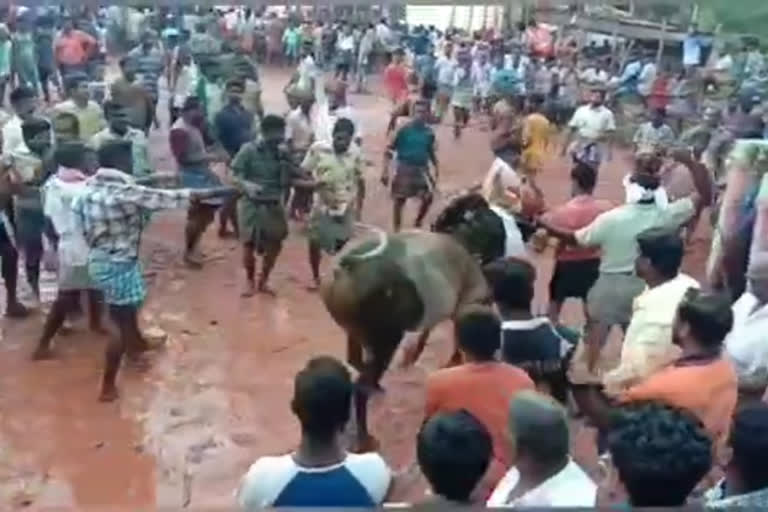 Bullfighting festival in violation of the ban Police registered a case at madurai