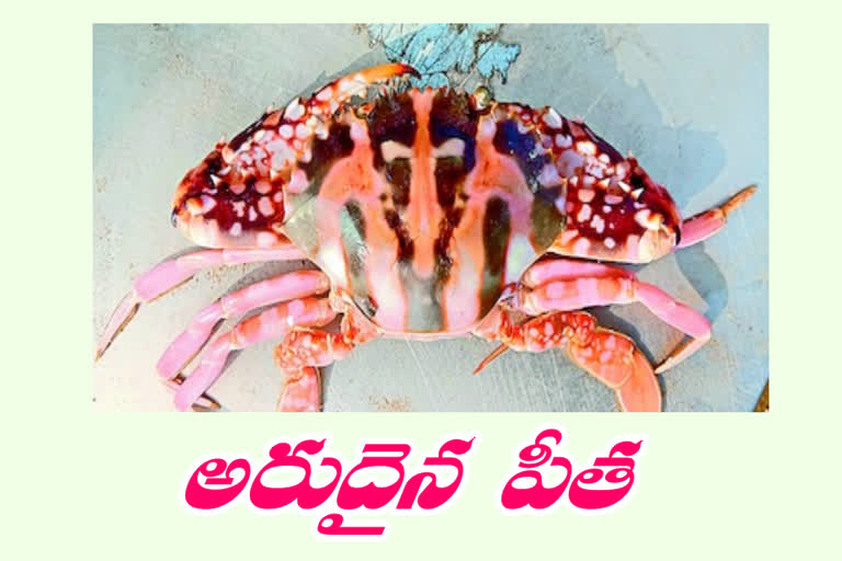 a-dazzling-rare-crab-at-antarvedi-mini-fishing-harbour in ap