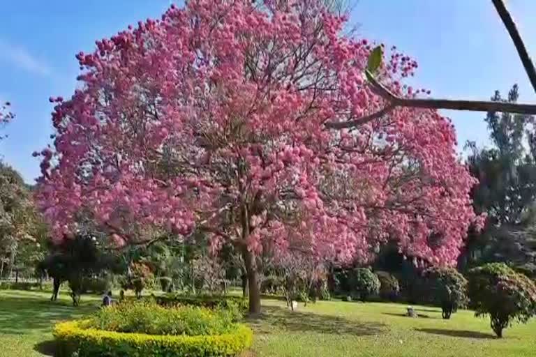 Gulmohar