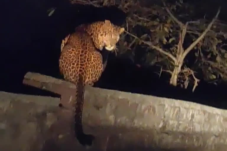 Leopard spotted on Pawai Road in panna