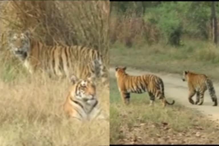 four tigers seen in kanha national park