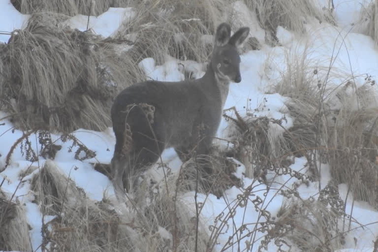 Musk deer spotted at Century Area Chopta