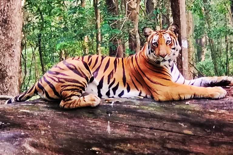 Tiger 'pancham'