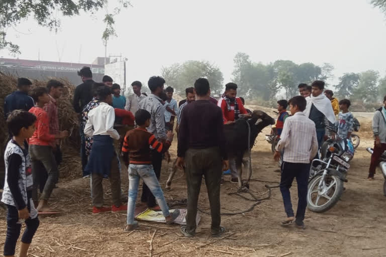 गो सेवा के लिए समर्पित है रीतेश दास