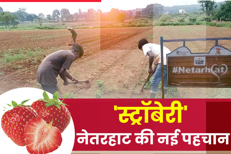 farming with modern technology in netarhat in latehar