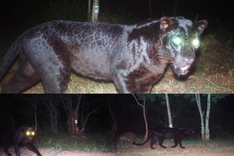 A black leopard captured on camera in chamarajanagara