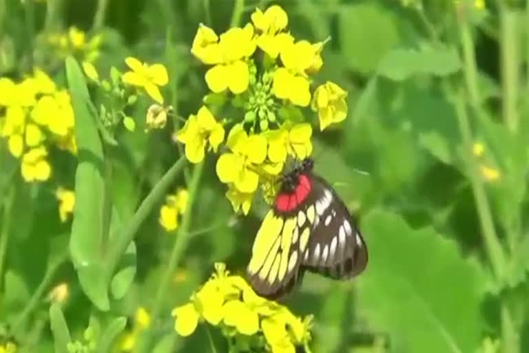 sivasagar mustard