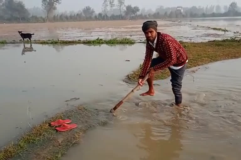 4 दिन में दूसरी बार कटी नहर की पटरी, पानी-पानी हुई सैकड़ों बीघे गेंहू की फसल