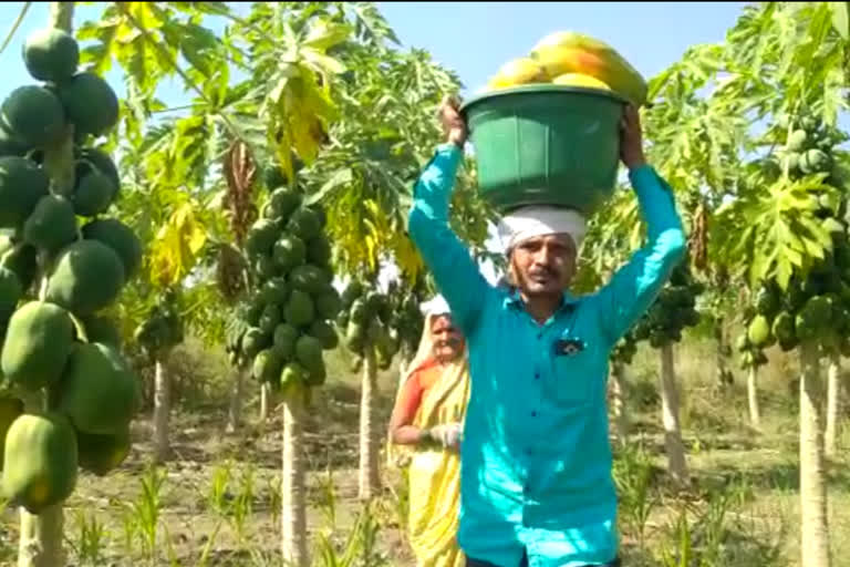 hingoli payaya farming