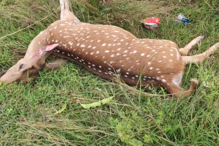 spotted deer died in vehicle collision