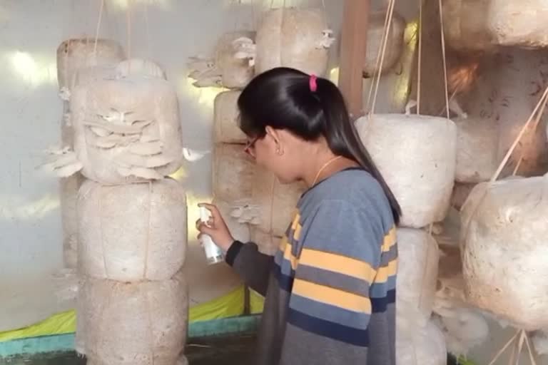 Mushroom cultivation on the roof of the house