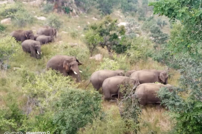 elephants attacked in  Agricultural lands