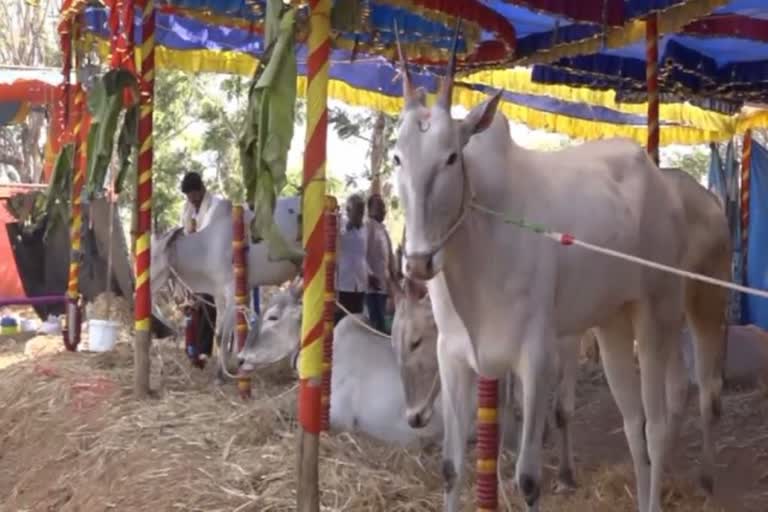 Bengaluru rural district Dc Green signal For Cattle fair