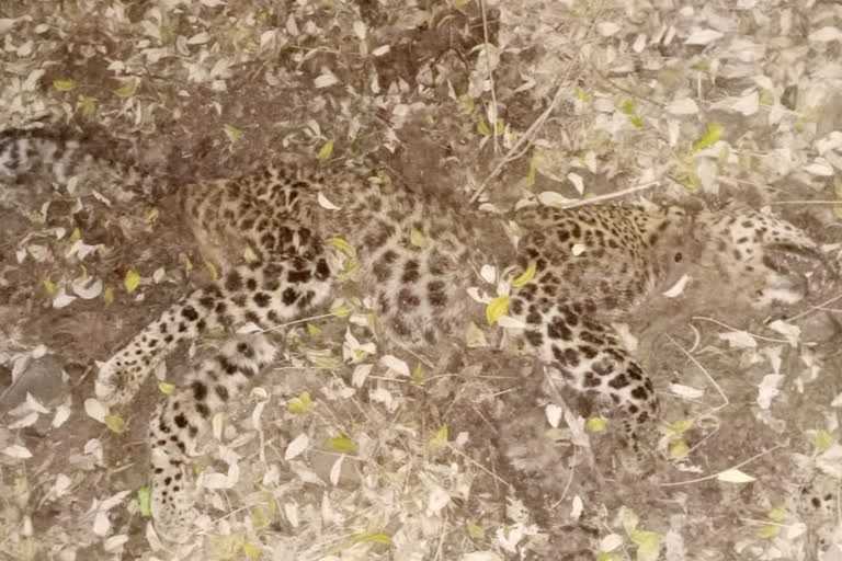 nother leopard was found dead in a mine near Umbraj