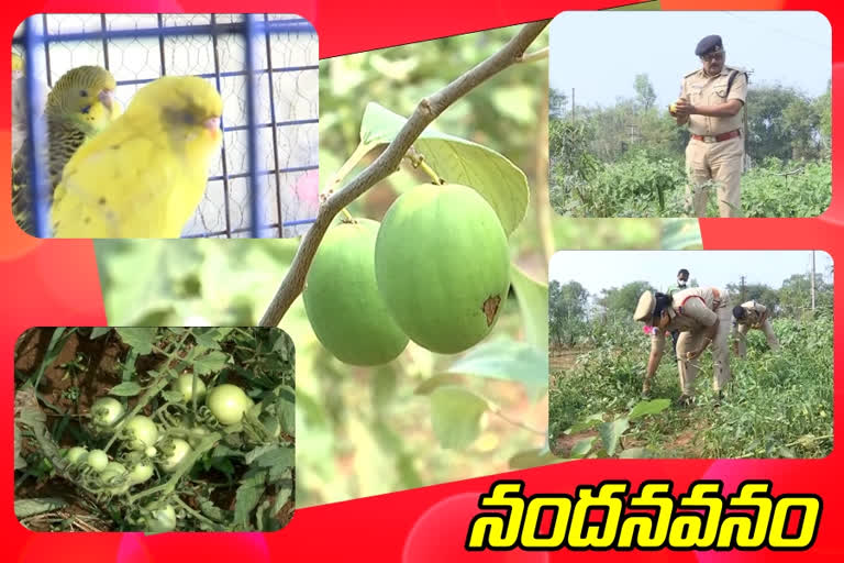 KARIMNAGAR CP ON GREENERY