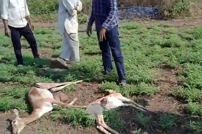 ्deer dead