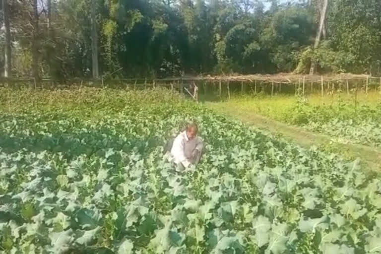 Badheshwar Bara is cultivator in Majuli