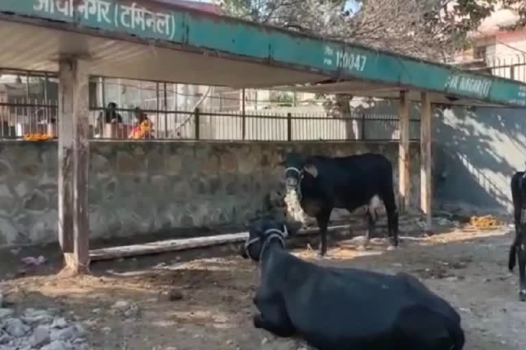 ayanagar bus stand become buffalo house