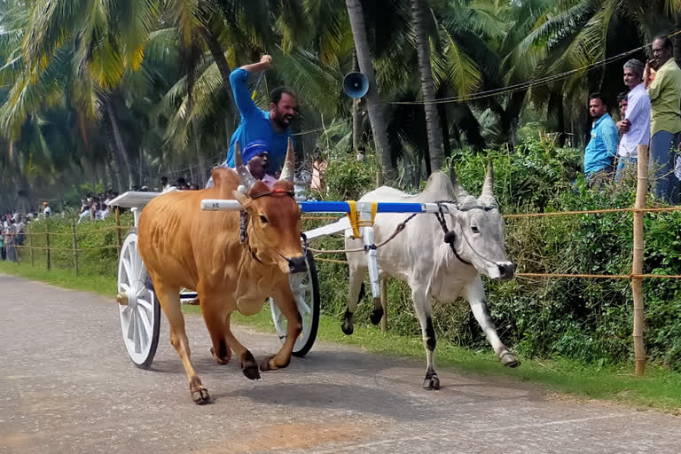 பெள்ளாச்சியில் கலை கட்டிய ரேக்ளா பந்தயம்