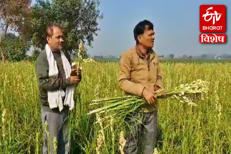 faridabad cut flower farming