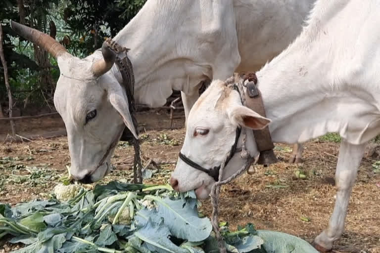 Farmers expressed resentment by feeding cabbage to cattle