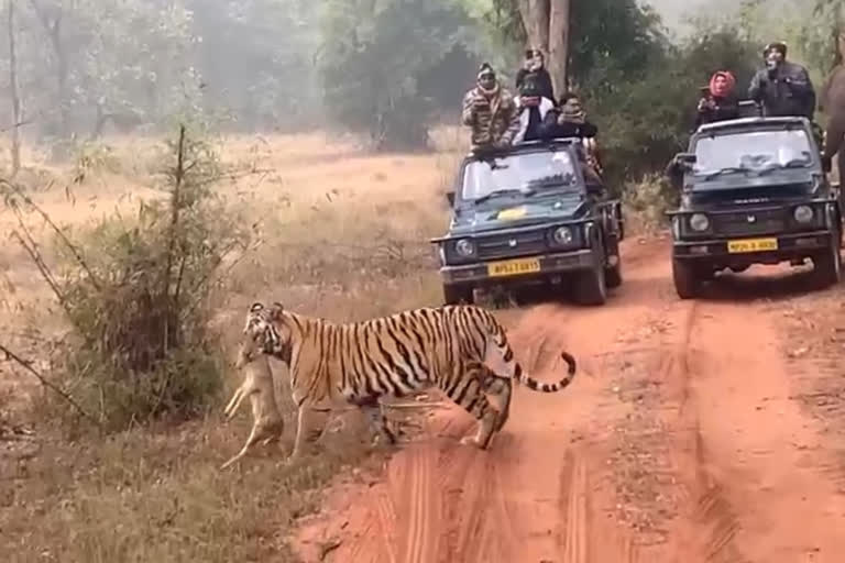 tourists-coming-to-bandhavgarh-tiger-reserve-despite-winter