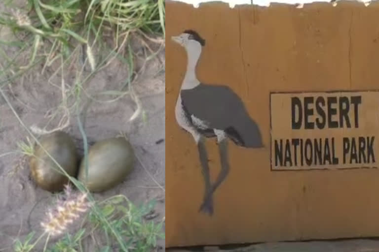 2 godavans laid 2 2 eggs first time, desert national park jaisalmer