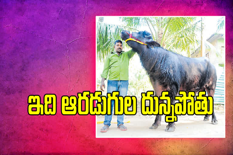 six-feet-buffalo-in-east-godavari-district