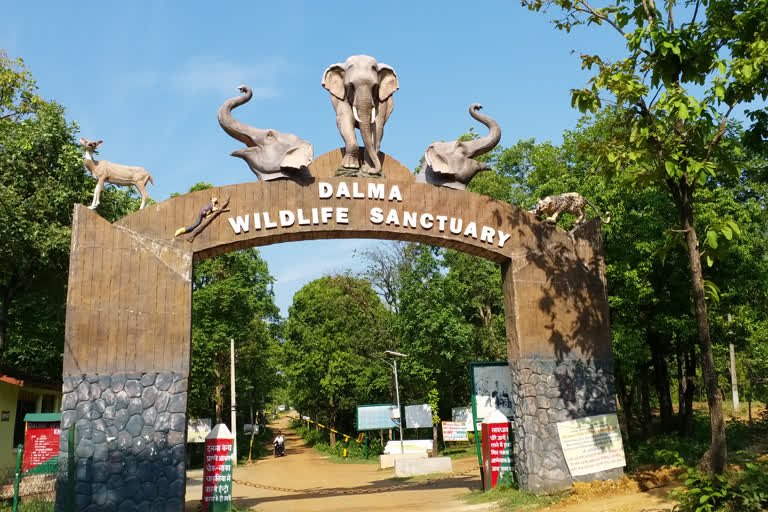 dalma century and other tourist destinations in seraikela