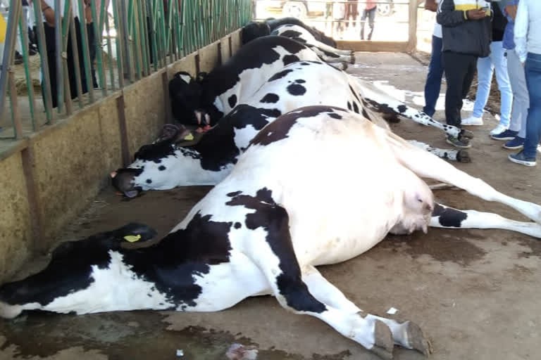 Banaskantha: In Kotda Bhakhar village, a milking machine was electrocuted, killing 11 animals