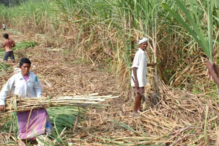 ಬಿಕ್ಕಟ್ಟಿನಲ್ಲಿ ರೈತರು-ಸಕ್ಕರೆ ಕಾರ್ಖಾನೆಗಳು