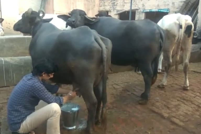 Milk traders may face crisis