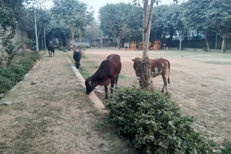 Greenery ending in Mahaveer Enclave's park in Delhi, increasing number of destitute animals