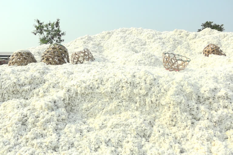 absence of a government order, CCI has reduced the price of cotton by Rs 115