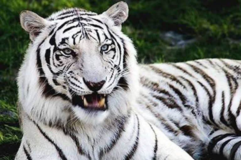 white tigers