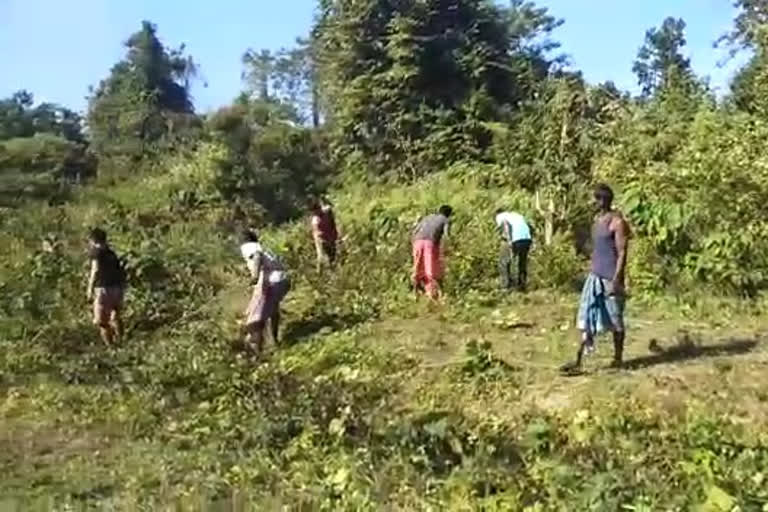 chirang-wild-elephant-protection-solar-fencing