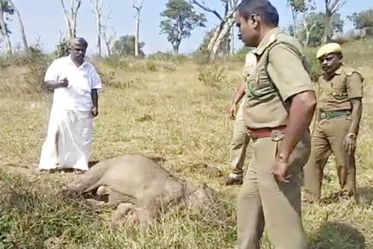 உயிரிழந்து காணப்படும் யானை