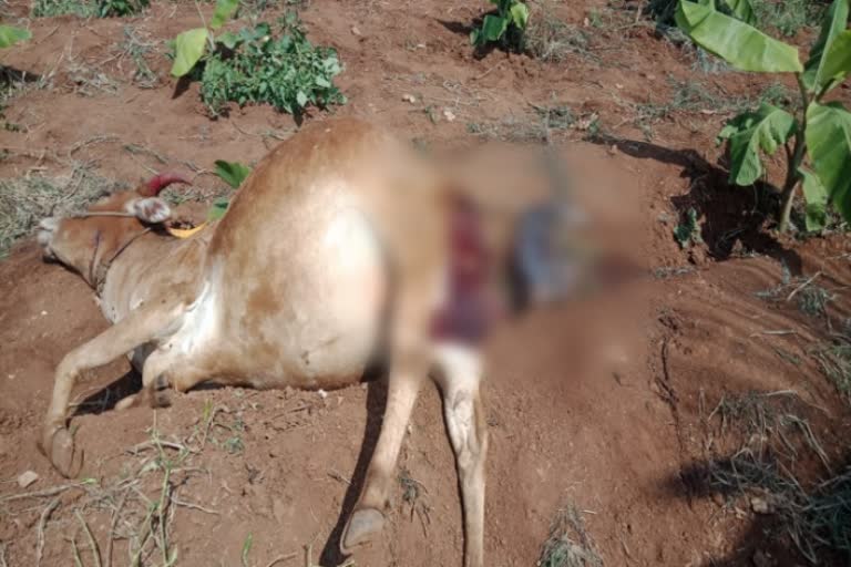 Leopard Attack on pregnant cow