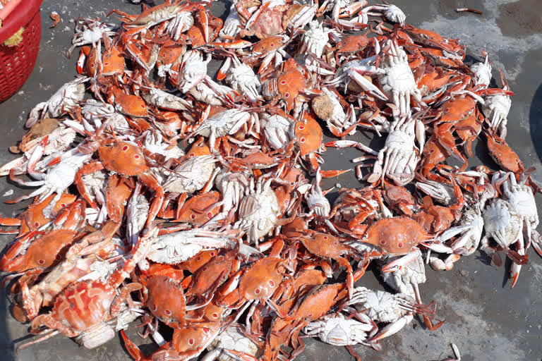 uppada sea crabs exports to america