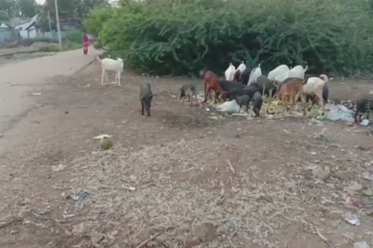 கோழி கழிவுகளால் தொற்றுநோய் ஏற்படும் அபாயம்!