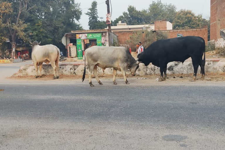 आवारा गोवंश बन रहे सड़क हादसों की वजह