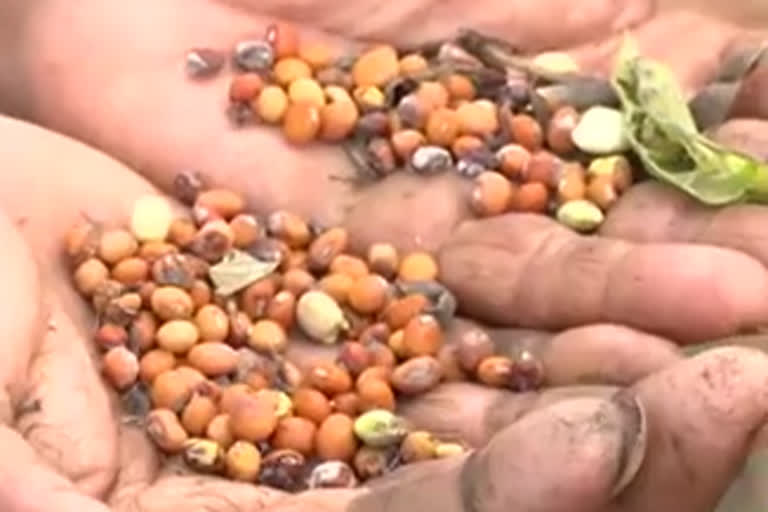 rains effect on red gram crop at ananthapur