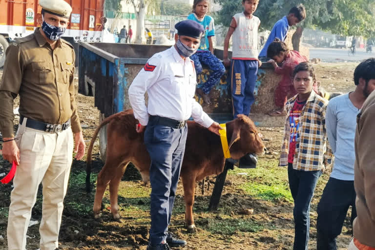 kaithal traffic police pasting reflector tape on vehicles and stray animals