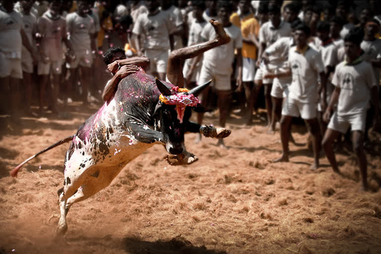 Tamil Nadu allows bull-taming sport next year with certain restrictions  ജെല്ലിക്കെട്ട് നിയന്ത്രണങ്ങളോടെ നടത്താൻ സർക്കാർ അനുമതി  ജെല്ലിക്കെട്ട് നിയന്ത്രണങ്ങളോടെ നടത്താം  bull-taming sport  bull-taming sport next year with certain restrictions  Tamil Nadu allows bull-taming sport