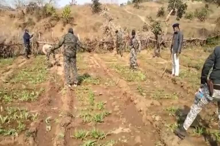 police-destroyed-6-acres-of-hemp-crops-in-chatra