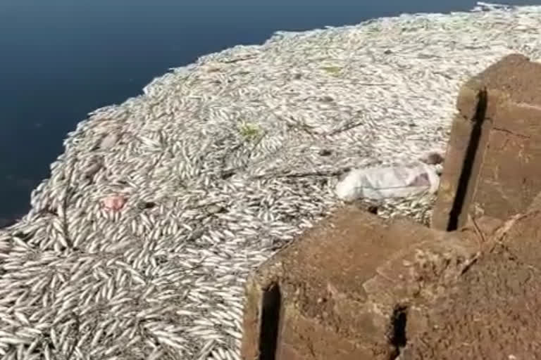 Millions of fish die on Terwad dam