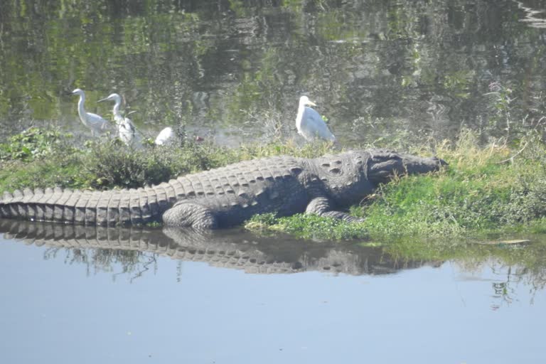 crocodile in kota,  crocodile sunbathe