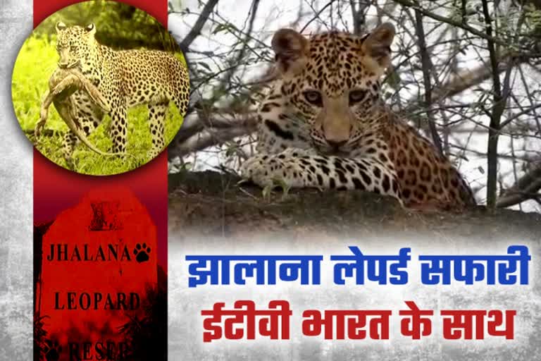 Jhalana Leopard reserve, Jaipur hindi news