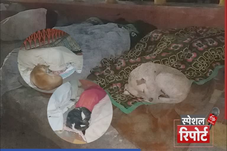 people sleep with dogs on road in lucknow